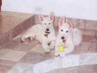 Baby and Buddy