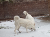 Harmik Dogs