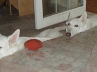 Harmik Dogs