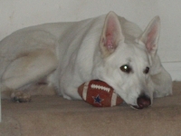 Harmik Dogs