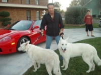 Harmik Dogs